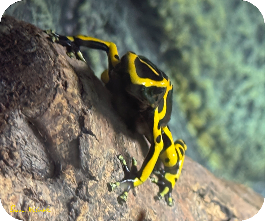 (image for) Dart Frog Mousepad